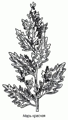   - Chenopodium rubrum L