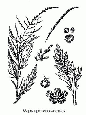   ( ) - Chenopodium amborosioides L Chenopodium anthelminticum L.