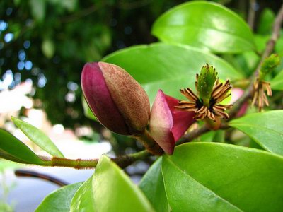   ( ) - Michelia fuscata Blume // Magnolia fuscata Andrz.
