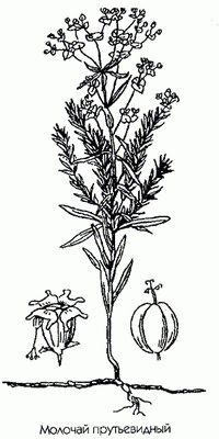   - Euphorbia virgata Waldst. et Kit.