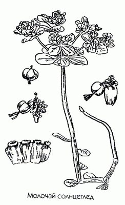   - Euphorbia helioscopia L.