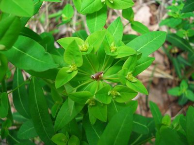   - Euphorbia sieboldiana Morr.