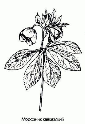   ( ) - Helleborus caucasicum A. Br.
