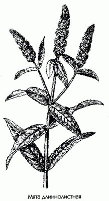Мята длиннолистная - Mentha longifolia (L) Huds. // Mentha incana Willd.