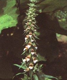 Наперстянка крупноцветковая - Digitalis grandiflora Mill.