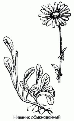   ( ,  ) - Leucanthemum vulgare Lam.