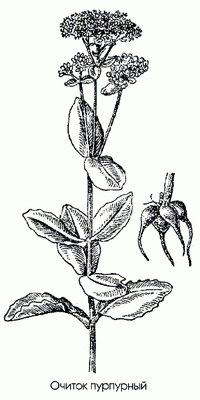   () - Sedum purpureum L.