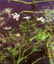   - Oenanthe aquatica (L.) Poir. Phellandrium aquaticum L.