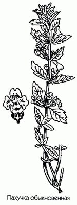   () - Calamintha vulgahs Druce // Clinopodium vulgare L.