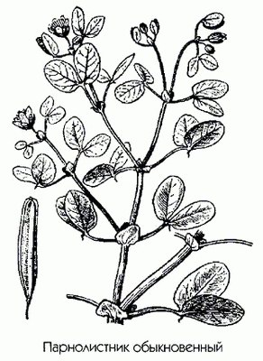  ( ) - Zygophyllum fabago L.