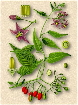 Паслен сладко-горький (волчьи ягоды, глистовник) - Solanum dulcamara L.