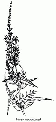   (, ,  , ) - Lythrum salicaria L.