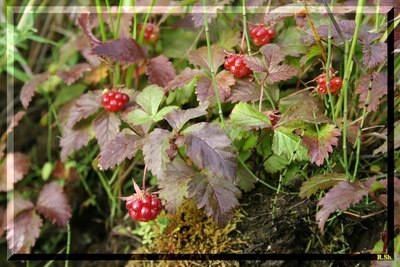  ( , ,  ) - Rubus arcticus L