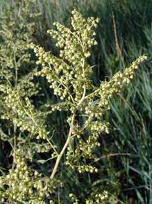  ( ) - Artemisia paniculata L.