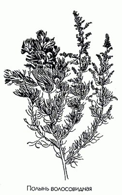   - Artemisia capillaris L.