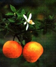   ( ) - Citrus bigaradia Risso // Citrus aurantium subsp. amara Engl.