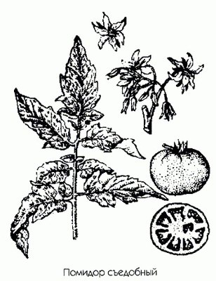 Помидор съедобный - Lycopersicum esculentum Mill. Solanum lycopersicum L.