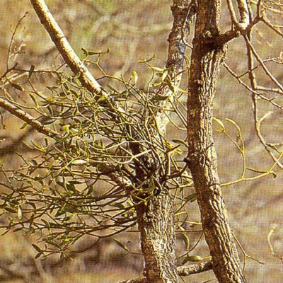   - Loranthus parasiticus Druce