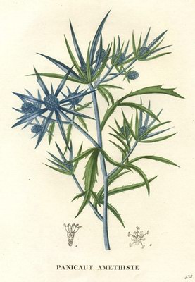   () - Falcaria vulgaris Bernh.