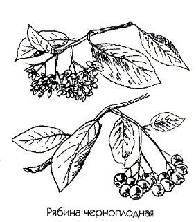 Рябина черноплодная (арония) - Aronia melanocarpa L.
