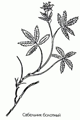   ( ) - Comarum palustris L.