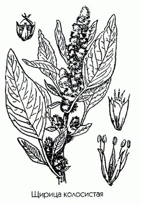   - Amaranthus retroflexus L.