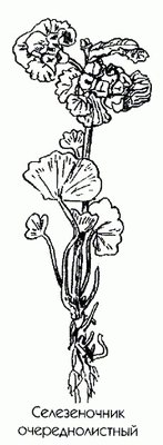   () - Chrysosplenium alternifolium L.