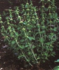 Шандра обыкновенная (мята конская) - Marrubium vulgare L.
