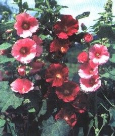 Шток (роза черная) - Alcea rosea L. var. nigra Cav.