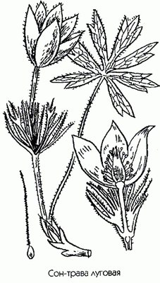 -  ( ) - Anemone pratensis L. // Pulsatilla pratensis (L.) Mill.
