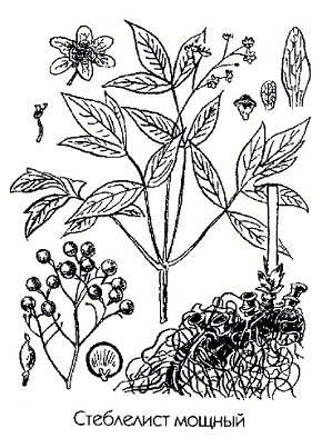   - Caulophyllum robustum Maxim.