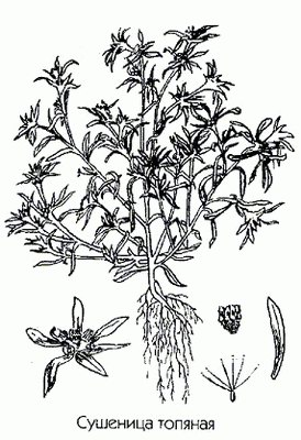 Сушеница топяная (сушеница болотная) - Gnaphalium uliginosum L.