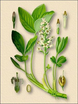   (, ) - Menyanthes trifoliata L.