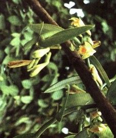   - Vanilla fragrans (Salisb.) Ames Vanilla planifolia Andr.
