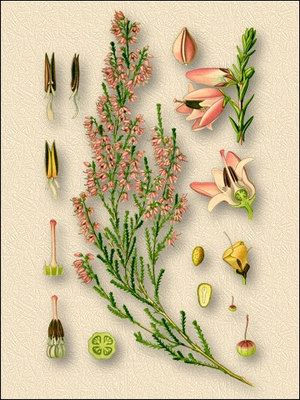   - Calluna vulgaris (L.) Hull. // Erica vulgaris L