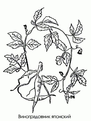   - Ampelopsis japonica (Thund). Makins.