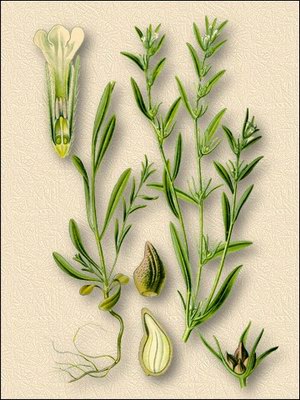   ( ,  ) - Lithospermum officinalis L.