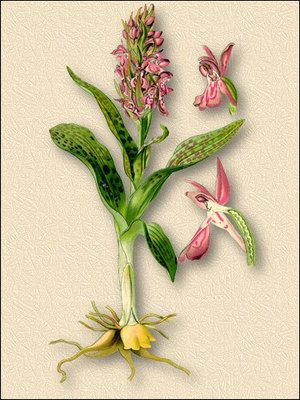   ( ) - Orchis maculata L. Dactylorhyza fuchsii (Druce) Soo.