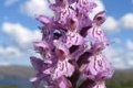 Северные орхидеи: любка двулистная, ночная фиалка, яртышники
