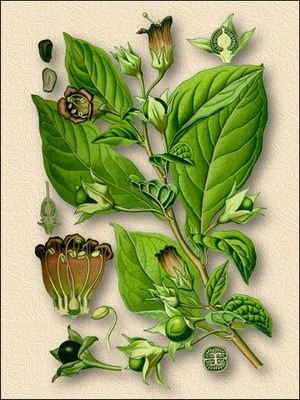  () - Atropa belladonna L
