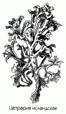   ( ) - Cetraria islandica L. // Lichen islandicus L