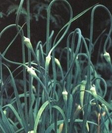  - Allium sativum L.