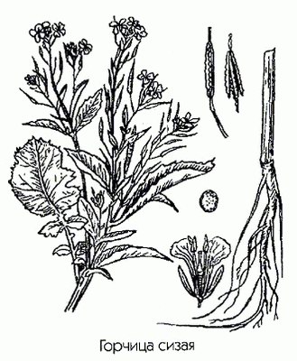 Горчица сизая (горчица сарептская) - Brassica juncea L.