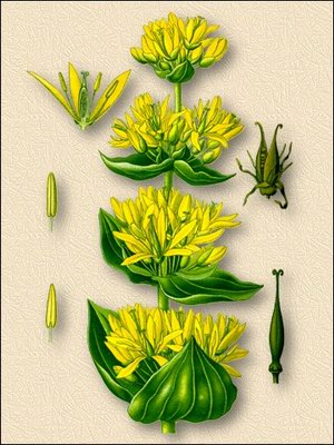 Горечавка желтая - Gentiana lutea L.