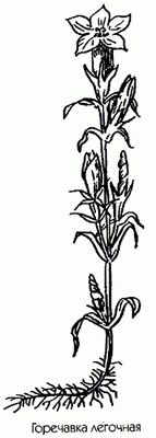Горечавка легочная (зверобой синий) - Gentiana pneumonanthe L.