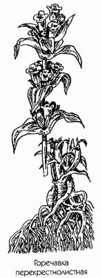 Горечавка перекрестнолистная (ранник) - Gentiana cruciata L.