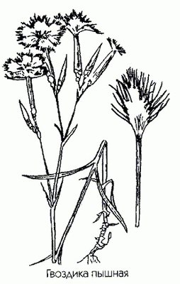   (, ) - Dianthus superbus L