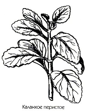   - Kalanchoe pinnatum Lam. Bryophyllum pinnatum (Lam.) Kurz.