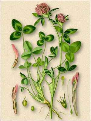   ( ) - Trifolium pratense L.