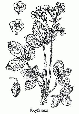  ( , ) - Fragaria viridis L